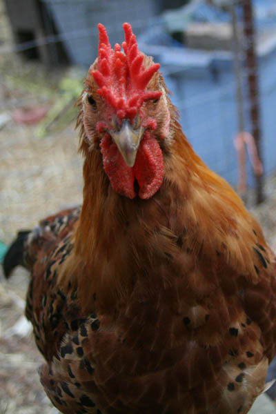 chicks-10-5w_0469c